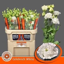 Лизиантус G-Lisianthus G-Du Celebrich White-70cm 2772f26f-676a-11ef-0a80-04d0004a9847