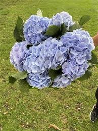 Гортензия-Hydrangea-Verena Blue Pale-80cm 27837d76-676a-11ef-0a80-04d0004a986b