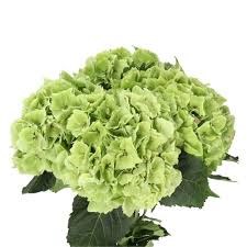 Гортензия-Hydrangea-Emerald Classic-75cm 27884c32-676a-11ef-0a80-04d0004a986e