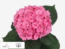 Гортензия-Hydrangea-Adora Pink-80cm 278cf635-676a-11ef-0a80-04d0004a9873