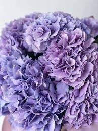 Гортензия-Hydrangea-Benefit-80cm 279ceea1-676a-11ef-0a80-04d0004a987f
