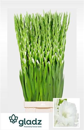 Гладиолус Gr-Gladiolus Gr-Nova Zembla Ex-120cm 27b10e3c-676a-11ef-0a80-04d0004a9888