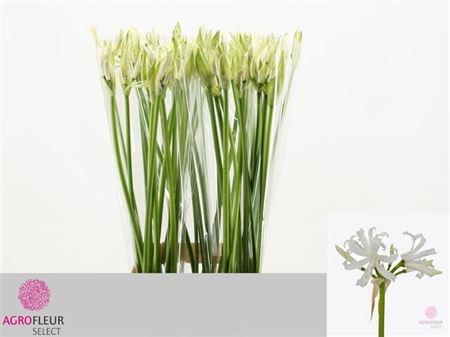 Нерине-Nerine-Like A Virgin-75cm 03e592e1-5376-11ed-0a80-0b7900380a32