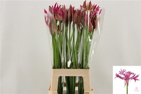 Нерине-Nerine-Roussy-70cm 03eb9f79-5376-11ed-0a80-0b7900380a35