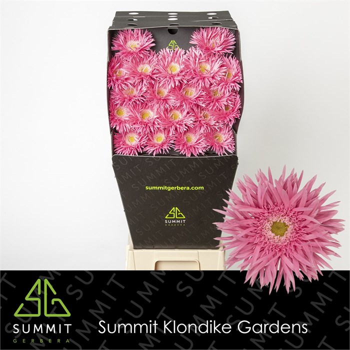 Гербера-Gerbera-Ms Firefly Diamond-50cm 282a086e-bfa4-11ec-0a80-0b4c0006aebc