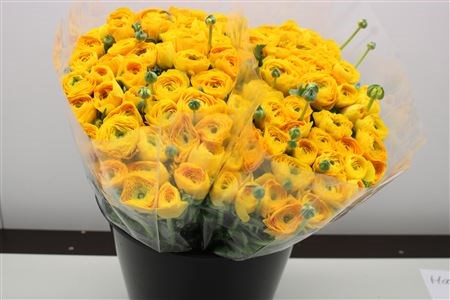 Ранункулус-Ranunculus-Zwaar Geel-44cm 03f6bad8-5376-11ed-0a80-0b7900380a38
