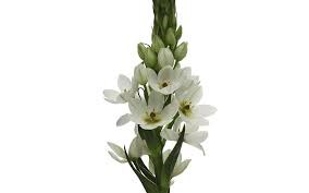Орнитогалум-Ornithogalum-Milky Way--40cm-So 28be08a4-615a-11ef-0a80-03fa00168728