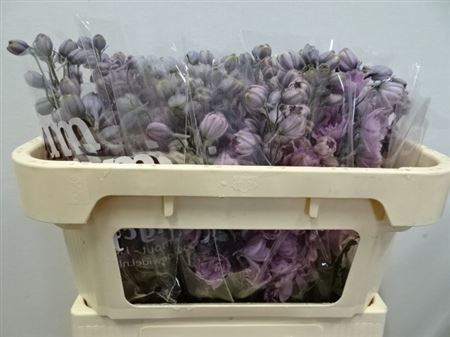 Дельфиниум-Delphinium-Du Dew Melody-65cm 28c03b27-a560-11ed-0a80-06890014f136