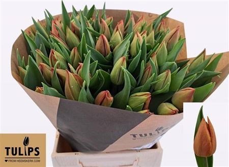 Тюльпан-Tulip-En Ov-44cm-54gr 28cb1c04-204b-11f0-0a80-11da0056f956