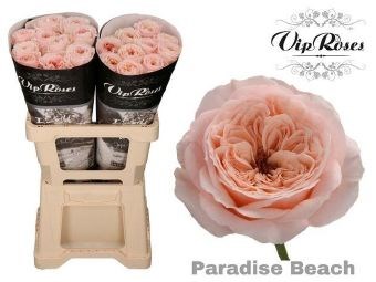 Роза-Rosa-Paradise Beach-60cm 2907cd84-5c74-11ef-0a80-146c00356870