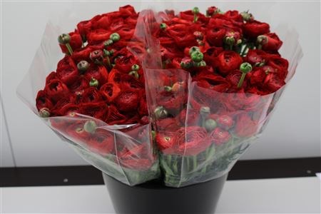 Ранункулус-Ranunculus-Zwaar Rood-44cm 03fca521-5376-11ed-0a80-0b7900380a3b