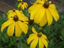 Рудбекия-Rudbeckia-Nitida-80cm 290c6b59-5c74-11ef-0a80-146c00356874