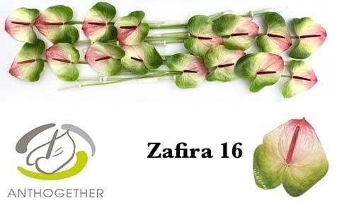 Антуриум Zafira 04004964-8354-11f0-0a80-09030027bb86