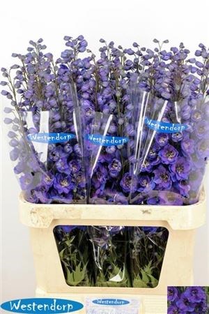 Дельфиниум-Delphinium-Du Ki Fl Blue-90cm 29609f50-5c74-11ef-0a80-146c00356886