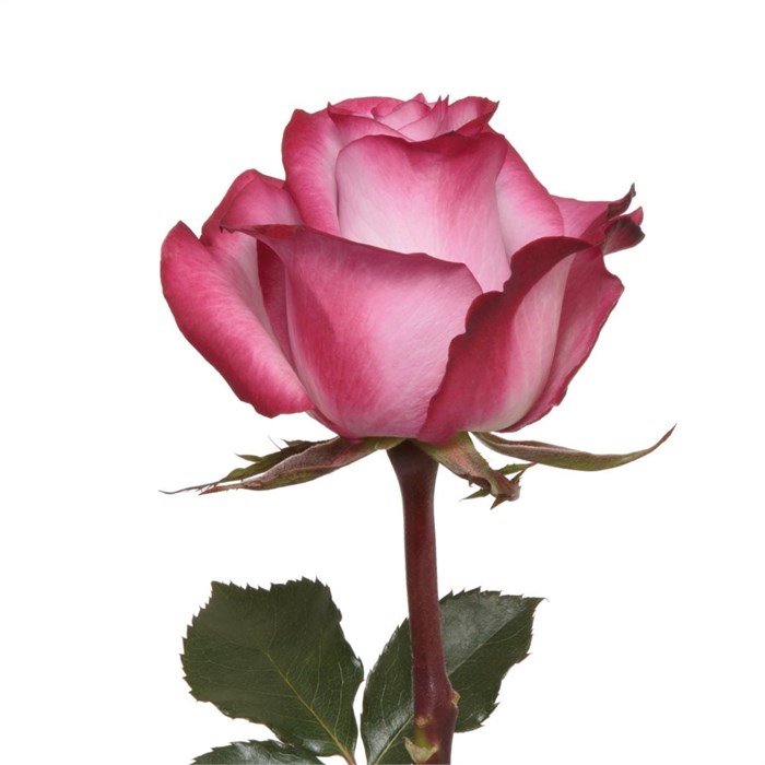 Роза-Rosa-Deep Purple-50cm-QA 2963c0c9-bfa9-11ec-0a80-0b4c000b2a4c