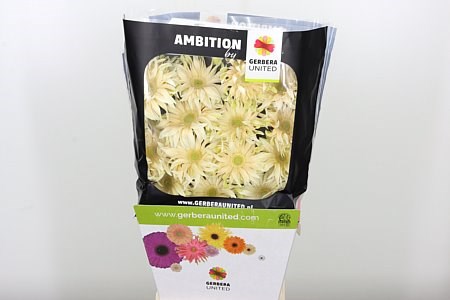 Гербера-Gerbera-Gr Pasta Carbonar 296b234b-5c74-11ef-0a80-146c0035688c