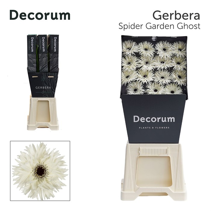Гербера-Gerbera-Spider Garden Ghost Diamond-45cm 2981d32e-5c74-11ef-0a80-146c00356892