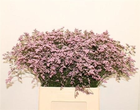 Лимониум-Limonium-Saf Oshi Pink-70cm-40gr 2985090e-a560-11ed-0a80-06890014f156