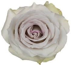 Роза-Rosa-Early Gray-50cm-AG 298ffd87-bfa9-11ec-0a80-0b4c000b2a65
