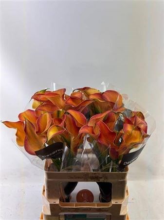 Калла-Zantedechia-Morning Sun--55cm 29aec01c-3a71-11f0-0a80-18c70001600a