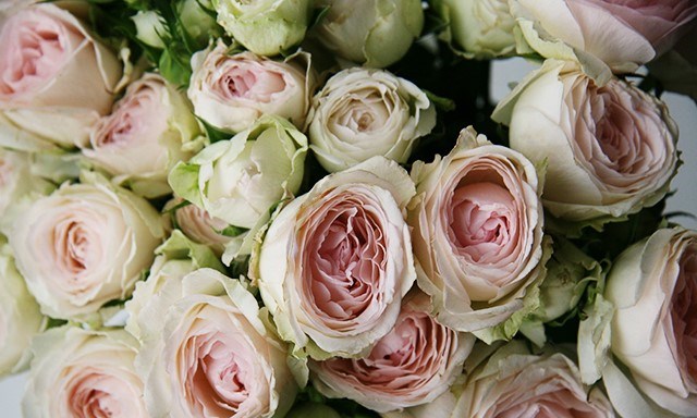 Роза куст-Rosa sp-Porcelaine Lace-53cm--Ti 29b546cb-bea5-11ef-0a80-081d0005c136