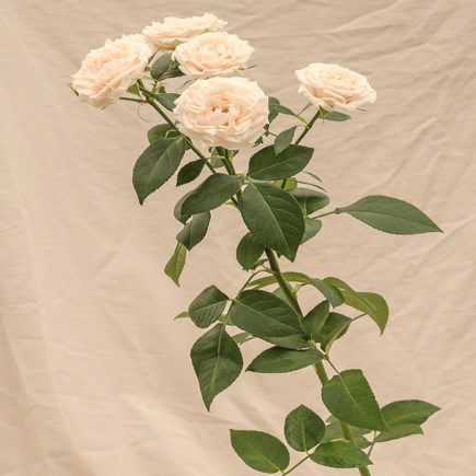 Роза куст-Rosa sp-Angel Skin-60cm--RS 04055a46-2fd2-11ef-0a80-088a001601a8