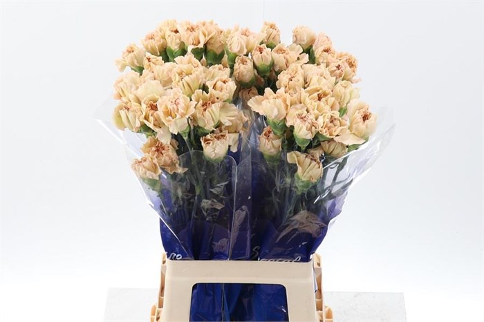 Гвоздика ст-Dianthus st-Cappuccino-65cm 29dffa04-5c74-11ef-0a80-146c0035689e