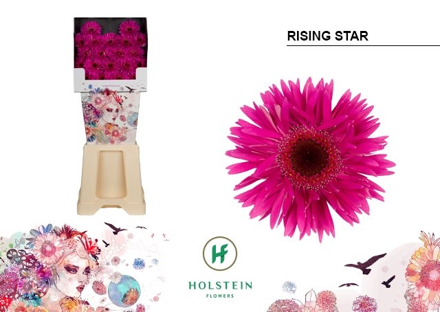 Гербера-Gerbera-Mi Gersp Diamond Rising Star-50cm 29e4ea0f-c8be-11ee-0a80-150e0012021f