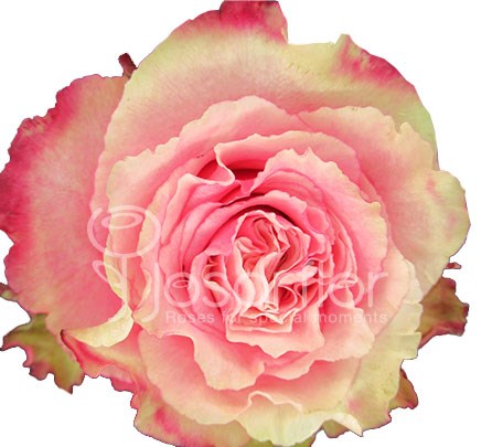 Роза-Rosa-Wild Esperance-50cm-JR 0407519b-5a8d-11ed-0a80-0be0000a8d5d