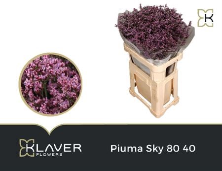 Лимониум-Limonium-Piuma Sky-70cm-35gr 29fe29ea-c8be-11ee-0a80-150e00120225