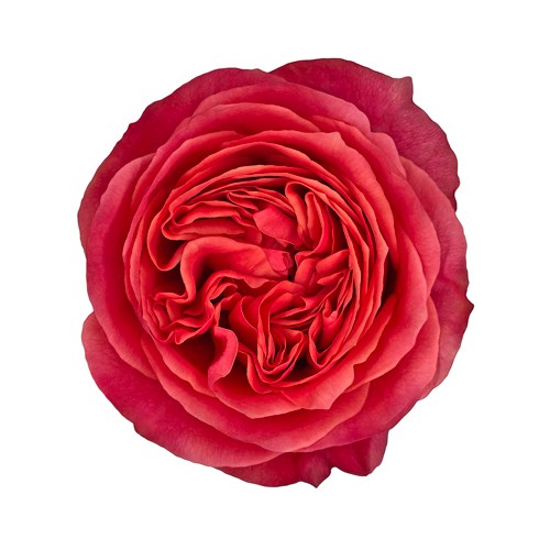 Роза-Rosa-Dark XPression-50cm--PE 2a0ae27a-bfa9-11ec-0a80-0b4c000b2ab2
