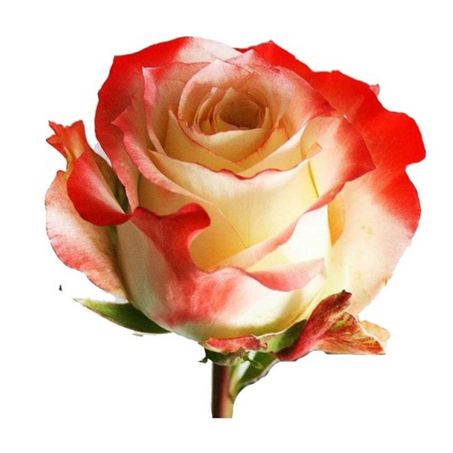 Роза-Rosa-Cabaret-50cm-MS 2a25e516-021a-11ef-0a80-0135000b8bd7