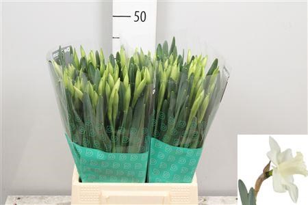 Нарцис-Narcissus-Snow Heaven-45cm-30gr 2a2696fe-a560-11ed-0a80-06890014f16f