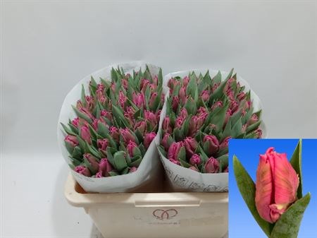 Тюльпан-Tulip-Pa Marvel Parrot-36cm-36gr 2a31aa32-a560-11ed-0a80-06890014f174