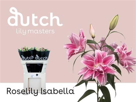 Лилия-Lilium-Or Du Rl Isabella--85cm 040d01d4-8e91-11ee-0a80-0fe6000c4391