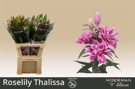 Лилия-Lilium-Or Du Rl Thalissa-95cm 2a9a59bc-dadb-11ee-0a80-159100322af6