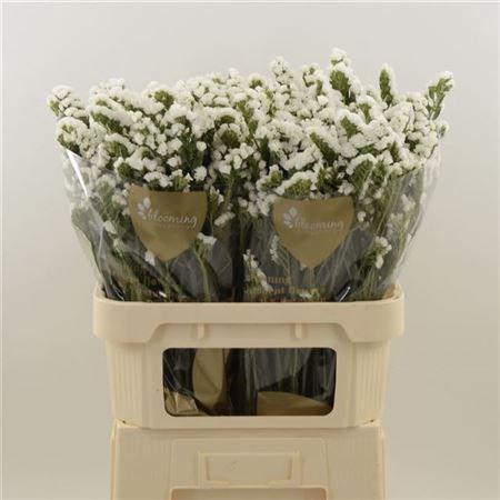 Лимониум-Limonium-S Isa White-80cm80gr 2aab8c86-dadb-11ee-0a80-159100322af9