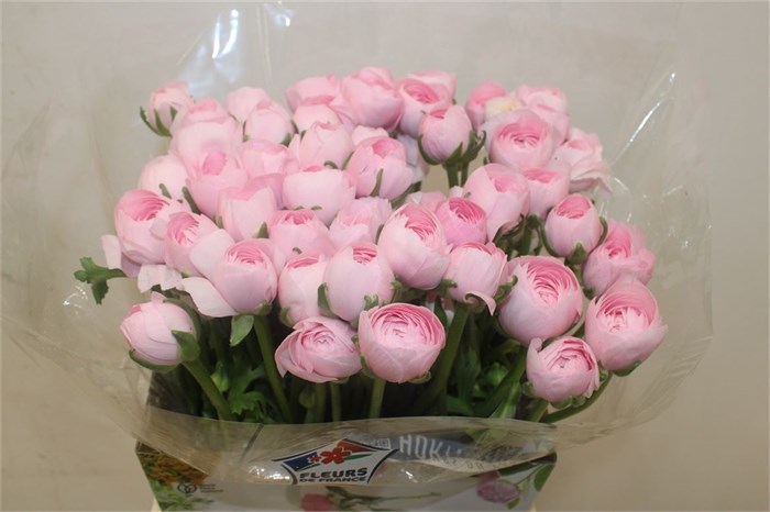 Ранункулус-Ranunculus-Cloni Ex Lady Hanoi Pink-40cm 2ba085da-bfa5-11ec-0a80-0b4c0007a86b