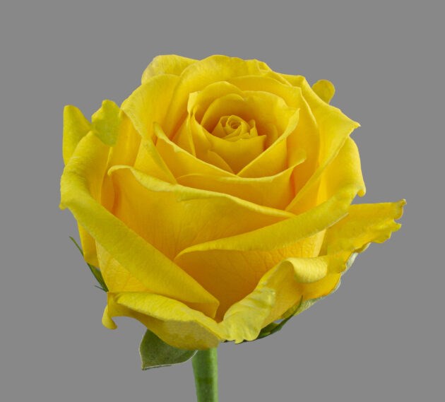 Роза-Rosa-Super Sun-50cm-NR 2bc1c5fd-d342-11ef-0a80-1487000f4b7e