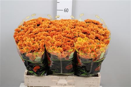 Хризантема сант-Chrysant sant-Aaa Insta-55cm-120gr 2c01bdca-a780-11ed-0a80-0547000782d7