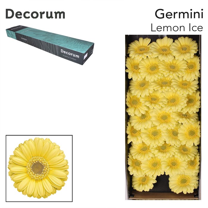 Гербера-Gerbera-Mi Lemon Ice-50cm 2c0e2bde-bfa4-11ec-0a80-0b4c0006b156