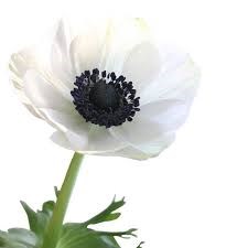 Анемон-Anemone-White-35cm-IS 2c3039cd-2e83-11ef-0a80-062a000228a9