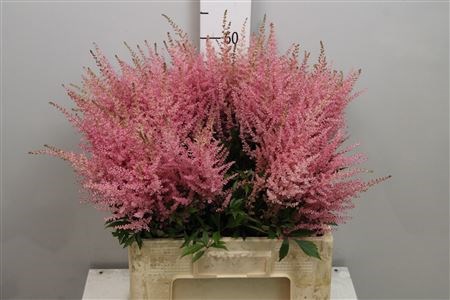 Астильба-Astilba-Ar Erika--70cm/ 2c3a2eff-6a3e-11ed-0a80-04fa0006cf19