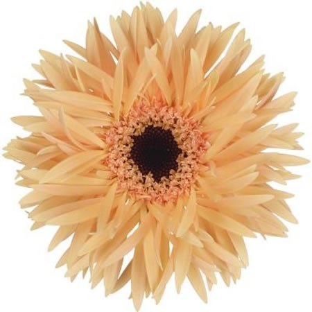 Гербера-Gerbera-Germini Punki Humba Diamond-50cm 2c3bea4f-8861-11ee-0a80-098f0069466a