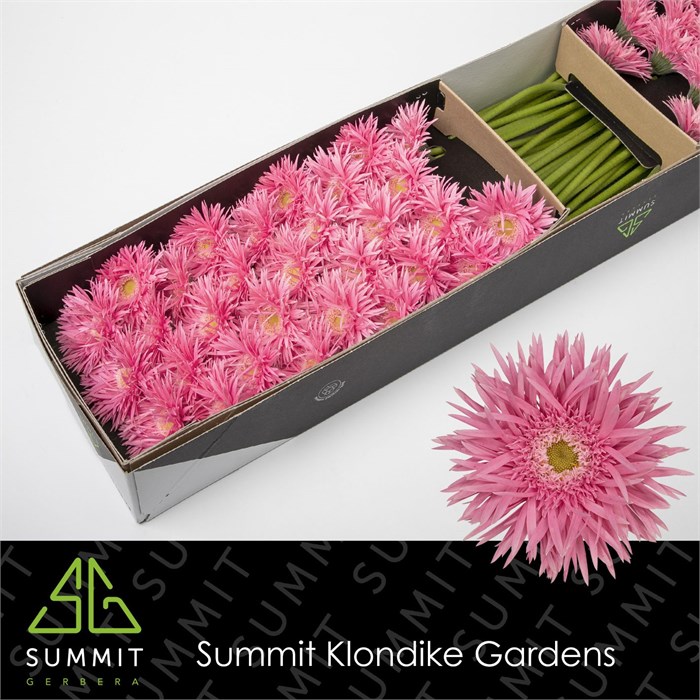 Гербера-Gerbera-Ms Firefly Doos-45cm 2c3f4ab7-bfa4-11ec-0a80-0b4c0006b195