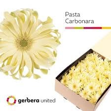 Гербера-Gerbera Pasta Carbonara Diamond-50cm 2c7e82cf-bfa4-11ec-0a80-0b4c0006b1e6