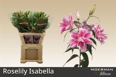 Лилия-Lilium-Or Du Rl Isabella-80cm 2c9519f8-8861-11ee-0a80-098f0069469c