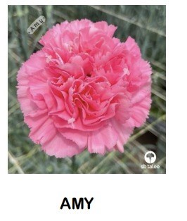 Гвоздика-Carnation-Amy-70cm-Si 2cab43d4-5b45-11ef-0a80-059000016b2e