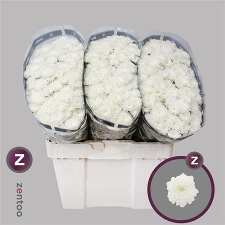 Хризантема сант-Chrysant sant-Baykal-50cm-110gr 2cb4f102-8861-11ee-0a80-098f006946cb