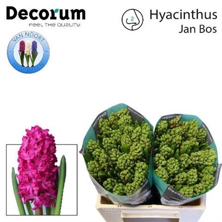 Гиацинт-Hyacinthus-Jan Bo-s-30cm 2cba58ca-bfa4-11ec-0a80-0b4c0006b235